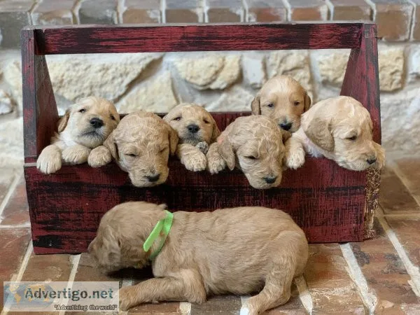Goldendoodle Puppies