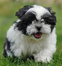 Shih tzus for adoption