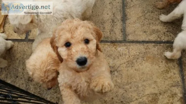 Labradoodle Puppies