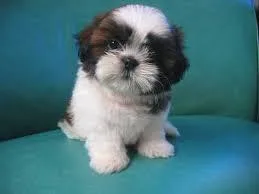 Wow shih tzu Puppies Available now