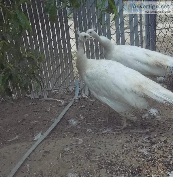 Nigerian Goat peacocks seramas