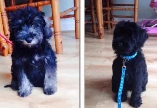 AKC Miniature Schnauzer Puppies