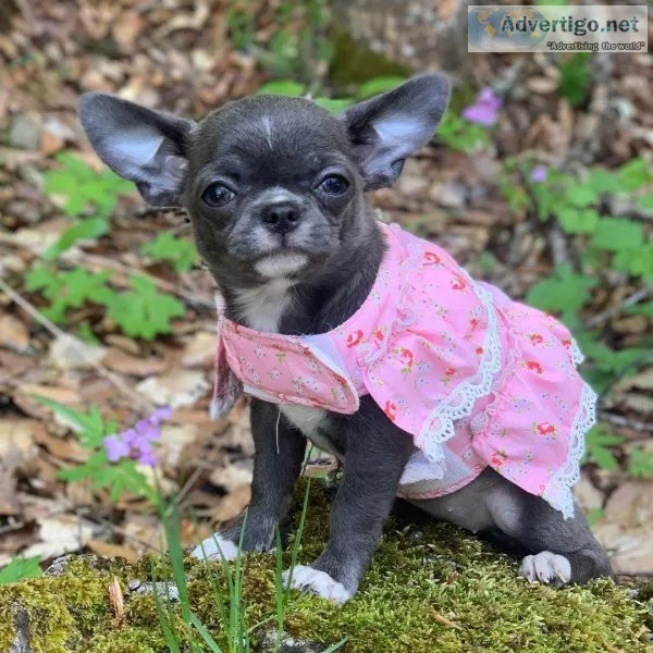 Healthy Mini chihuahua Puppies ready now to leave