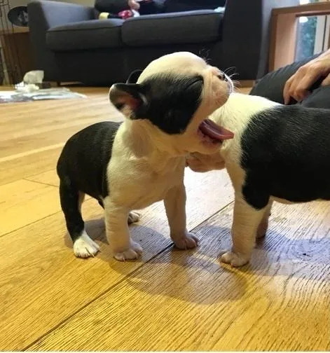 Intelligent Boston Terrier Puppies