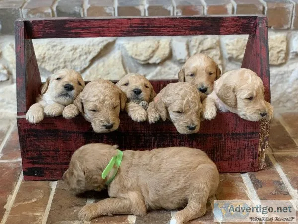 Goldendoodle Puppies