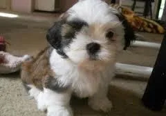Male and female shih tzu puppies available now