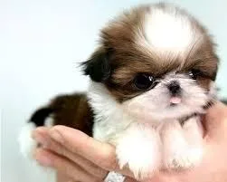 Amazing Babies  Precious Micro Shih-Tzu puppies For Adoption  SU
