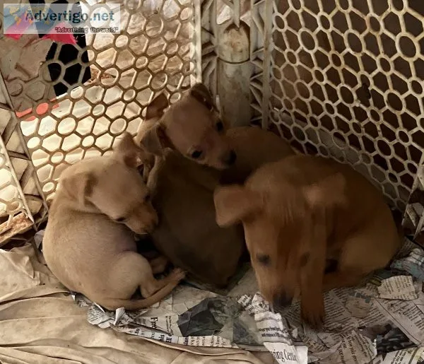 Chawinie puppies