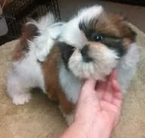 Super Quality shih tzu Puppies for your Homes