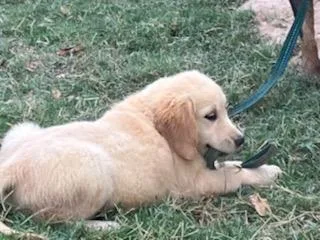 Golden Reteriever AKC