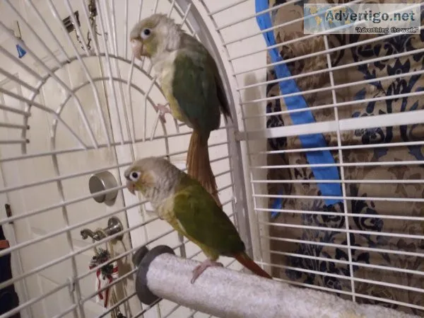Conure pair- Cinnamon and pineapple turquoise