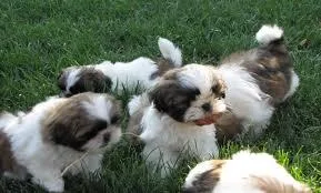 Awesome Shih Tzu Puppies