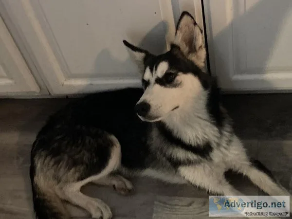 Husky