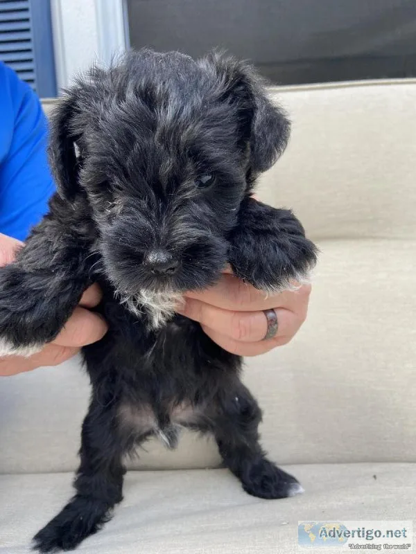 Male mini schnauzer
