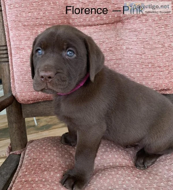 AKC Lab Puppies
