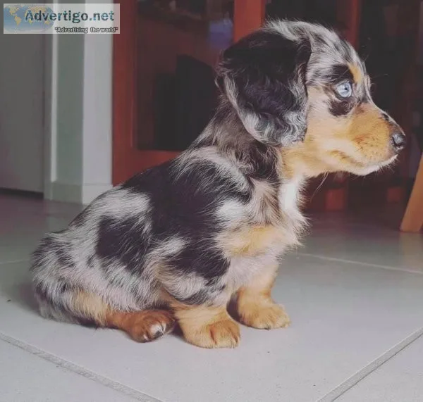 Male and Female Dachshund  Puppies