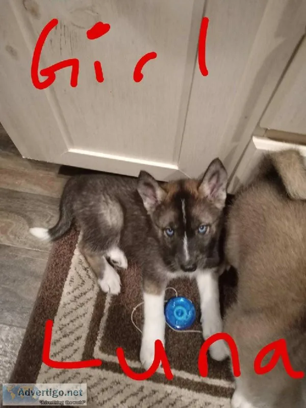 Puppies AkitaHusky mix