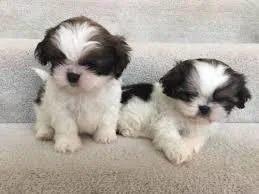 Tea Cup shih tzu for Adoption
