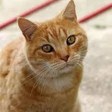 kitty