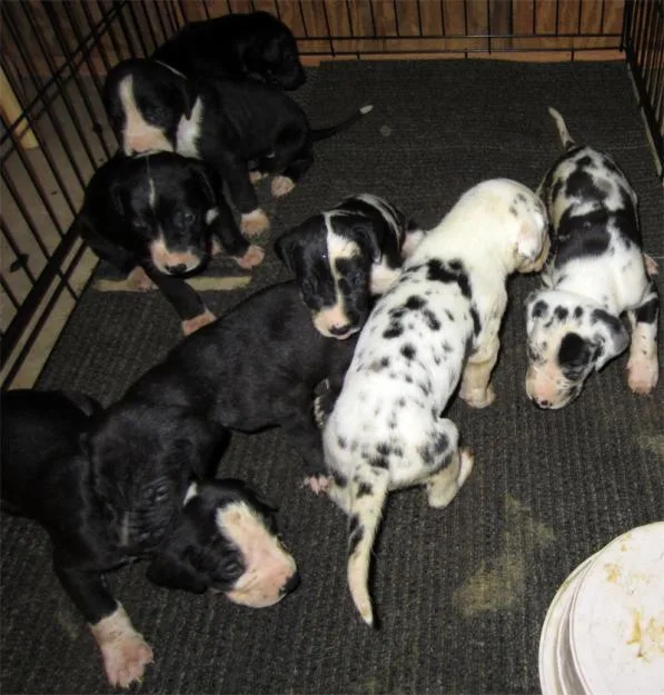 AKC Great Dane puppies