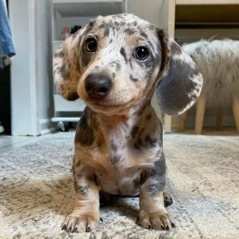 Beautiful males and females dacshund only