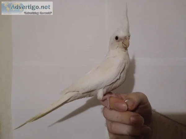 Cockatiel -Albino white faced Lutino 6 way split