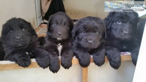 AKC Newfoundland puppies