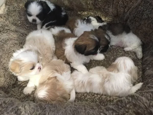 Shih Tzur Puppies adoption