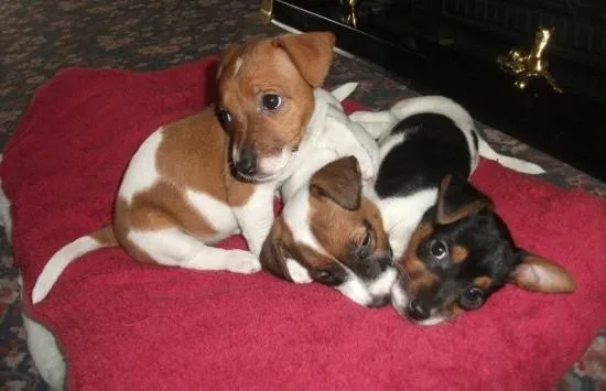 Brave Jack Russell Terrier puppies