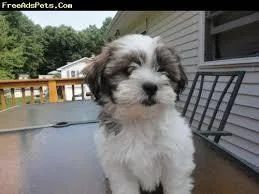 Shih Tzu Puppies for good homes great personalities