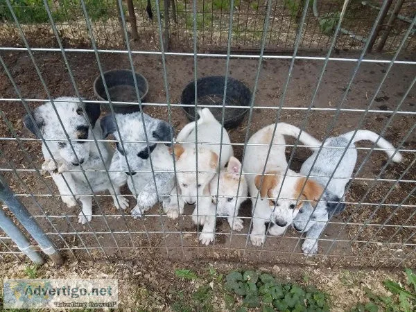 Great Pyrenees Heeler cross puppies