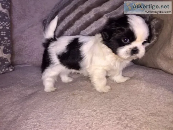 Dazzlying Shih Tzu Puppy Male and Female for Adoption