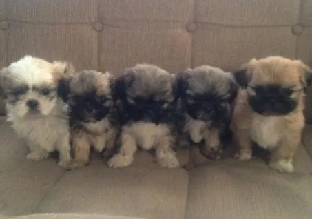 Shih Tzu puppies