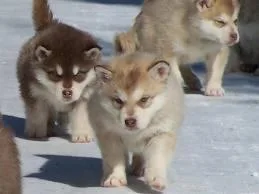 A KC Alaskan Malamute Puppies