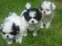 Healthy AKC Shih Tzu Puppies awaiting a new home