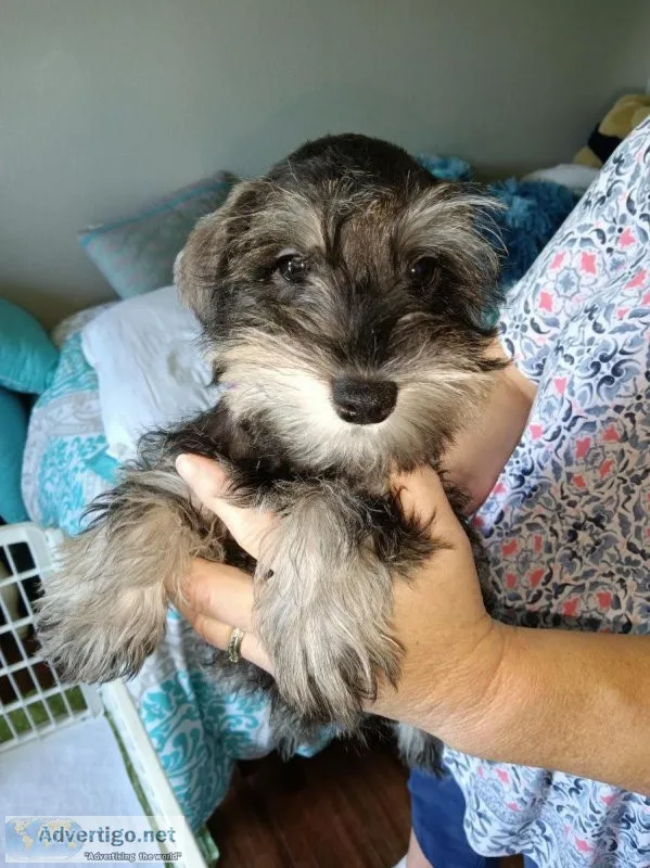 Miniature Schnauzer