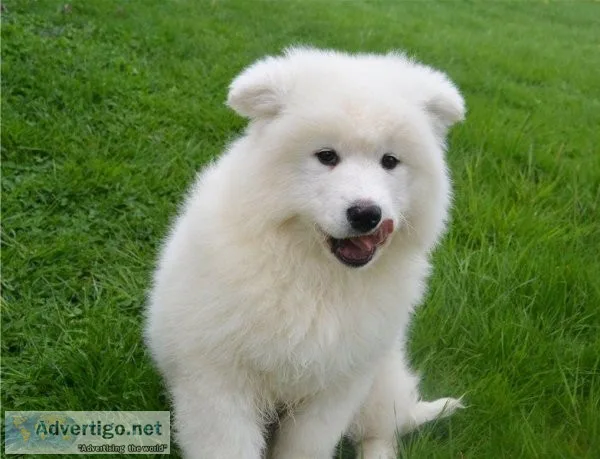 Samoyed Puppies