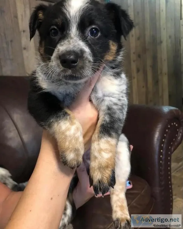 Texas heelers