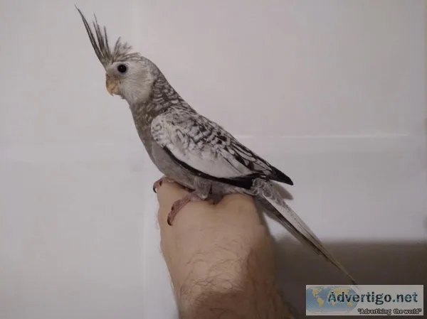 Cockatiel - white faced pearl 6 way split