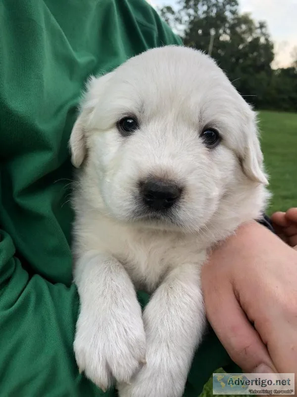 Great Pyrenees Puppies