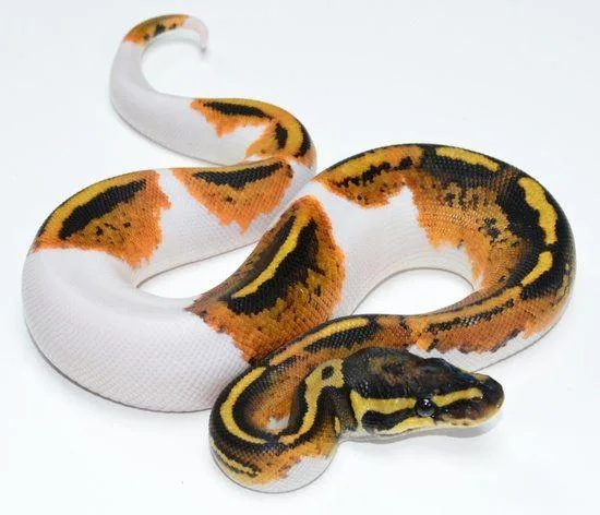 Designer Ball Pythons and Ball Python Morphs for sale