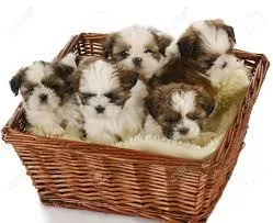 wonderful shih tzu girl