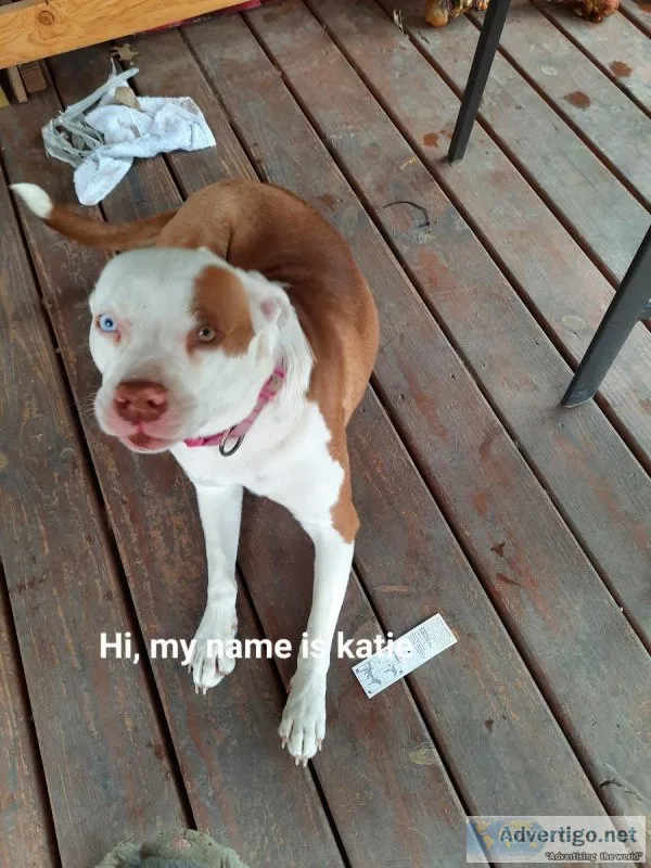 4 Dogs needing a loving home