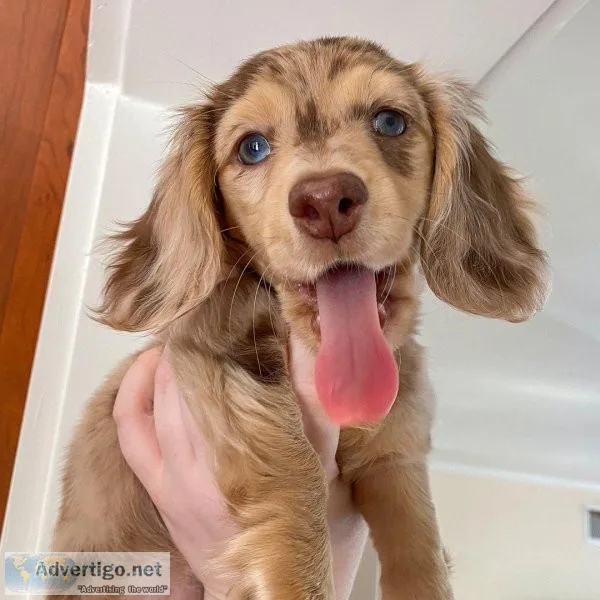 Adorable Dachshund    Puppies