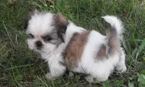 lovely shih Tzu puppy for free adoption