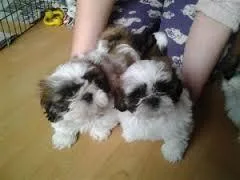 Shih Tzu Puppies