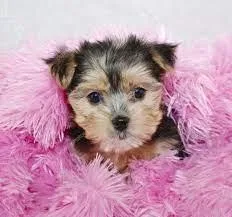 Mini Morkie Pups (girls) - Purebred Yorkie x Maltese