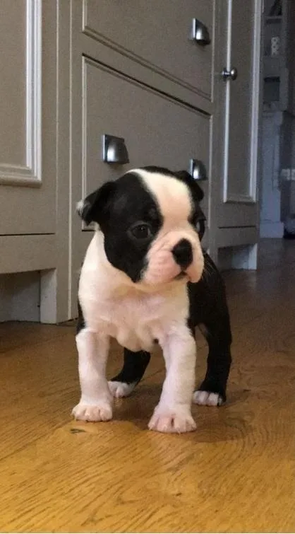 Perfect Boston Terrier Puppies