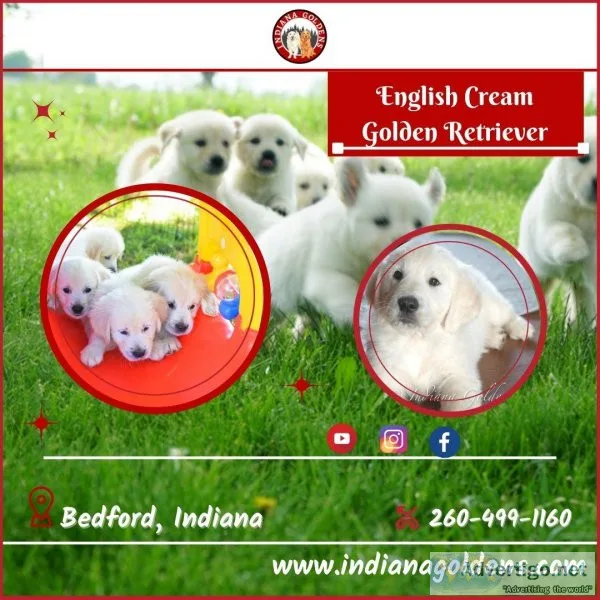 Get the cutest and loyal English Cream Golden Retriever now