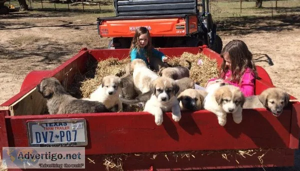 Anatolian Shepherd Livestock Guardian Dog puppies